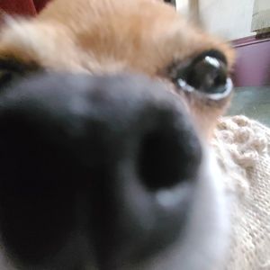 Meet your Posher, Hunter